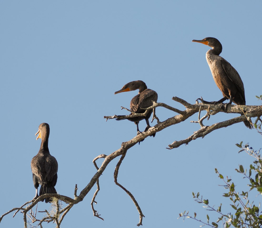 ミミヒメウ - ML646891472