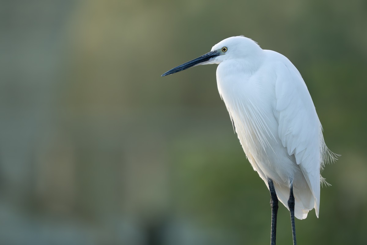 Little Egret - ML646891473