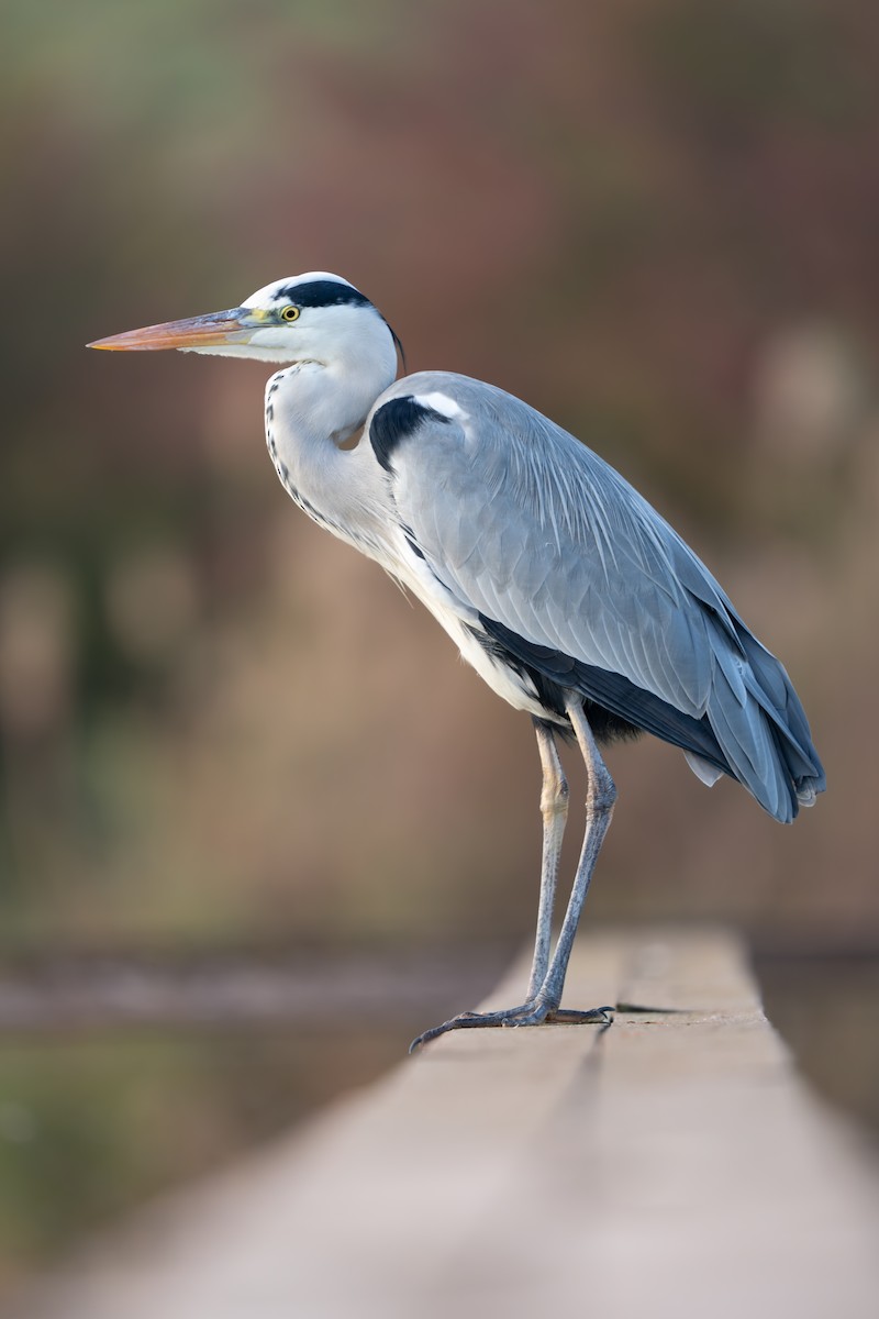 Gray Heron - ML646891474