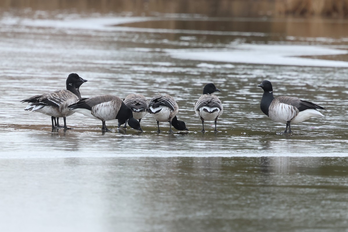 ringgås - ML646891475