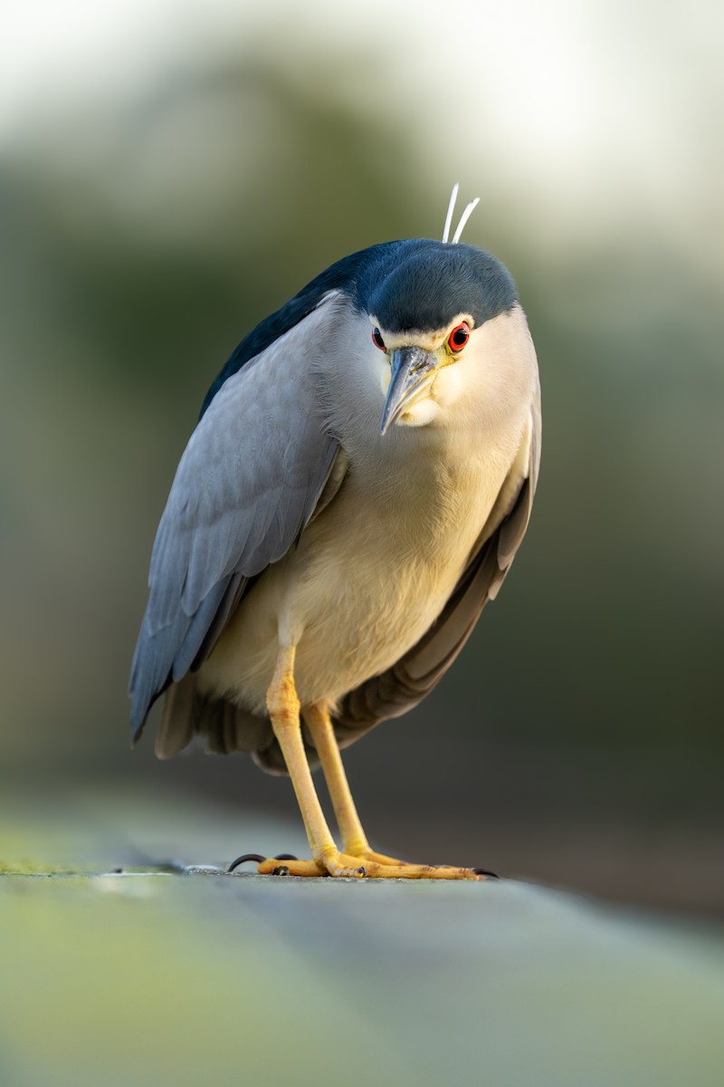 Black-crowned Night Heron - ML646891477