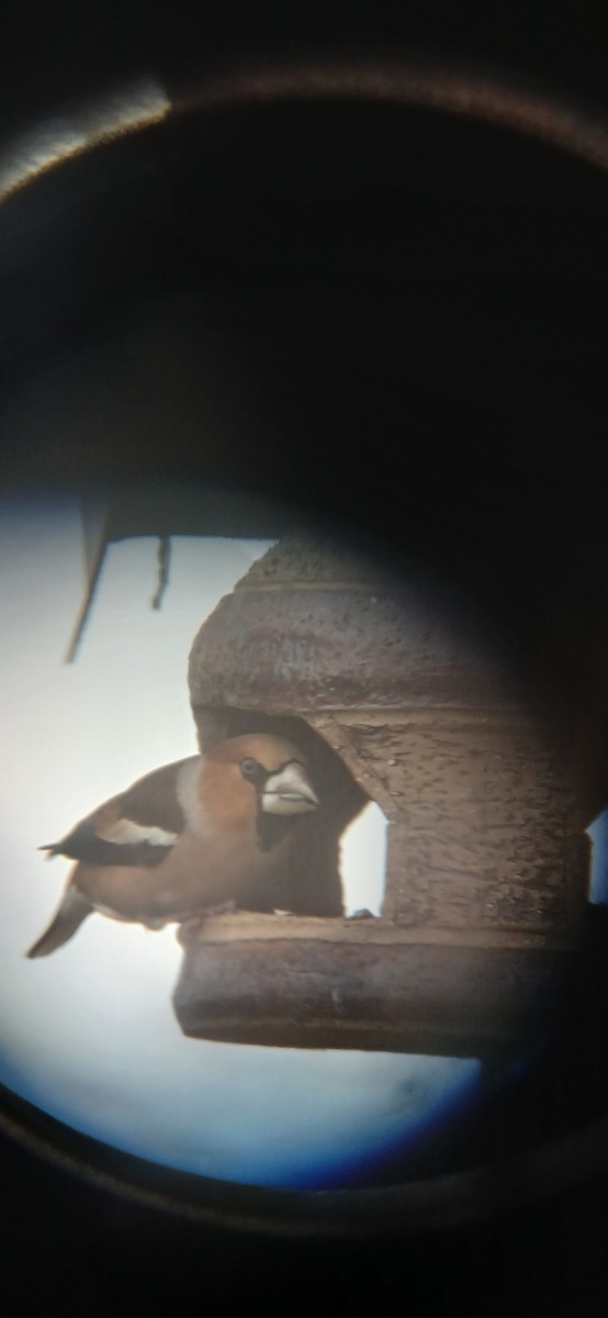 Hawfinch - ML646891478