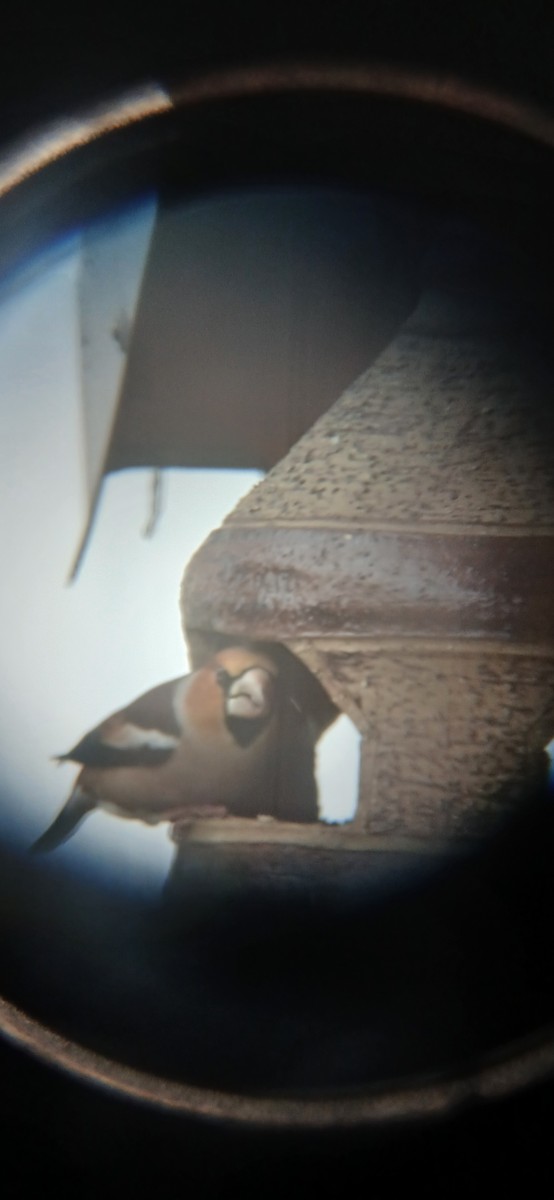 Hawfinch - ML646891479