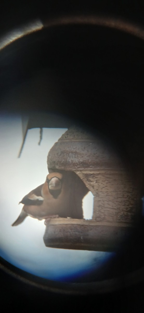 Hawfinch - ML646891480