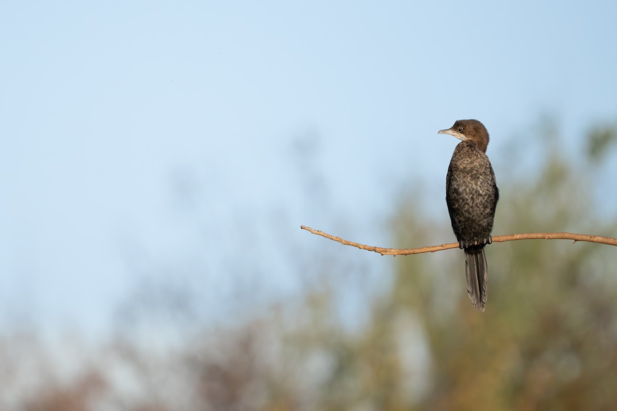 Pygmy Cormorant - ML646891482