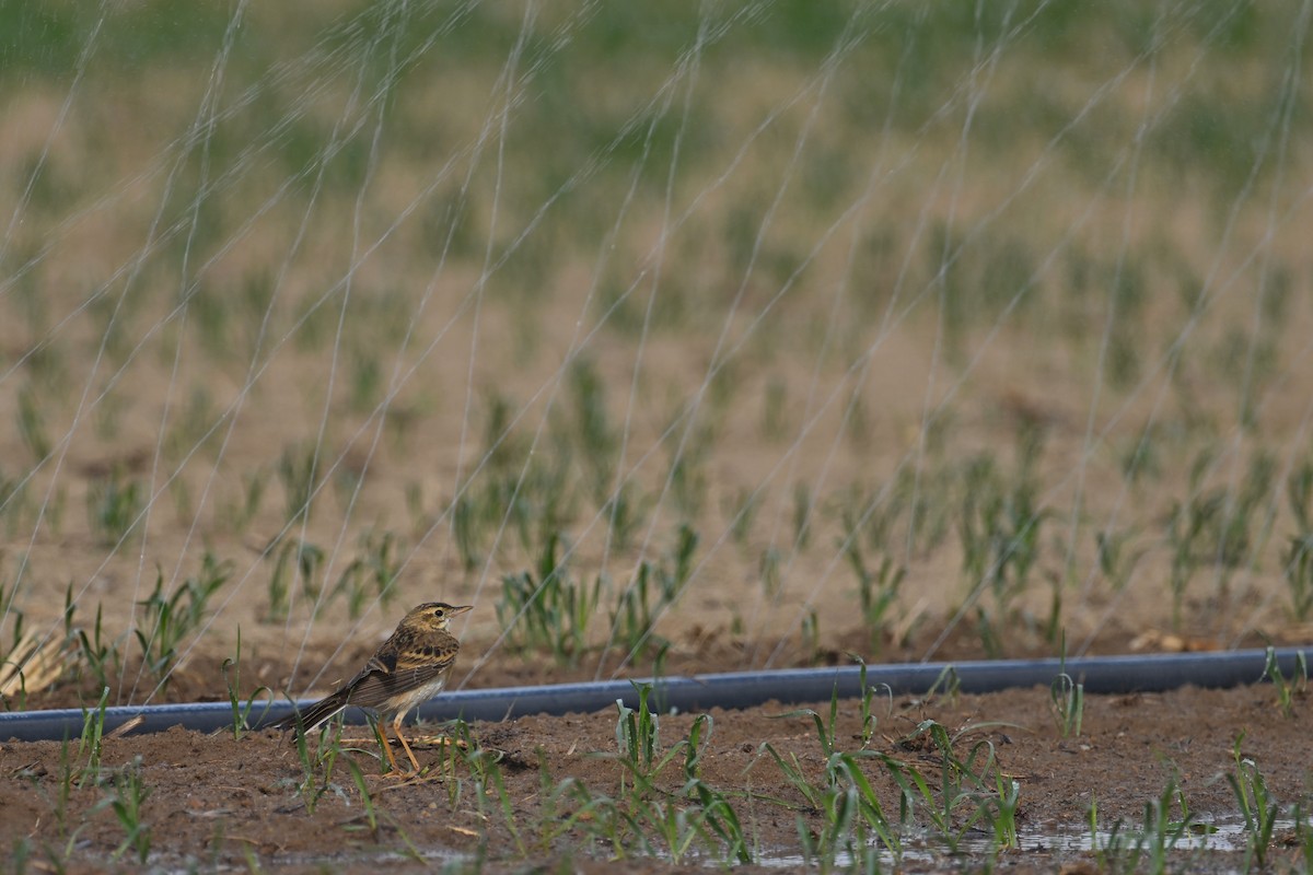 Bisbita de Richard - ML646891485