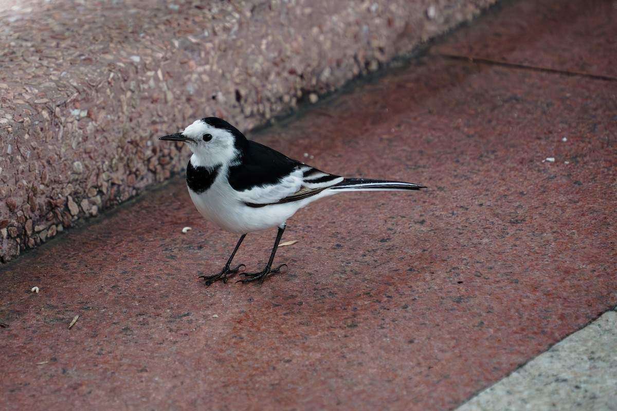 White Wagtail - ML646891486