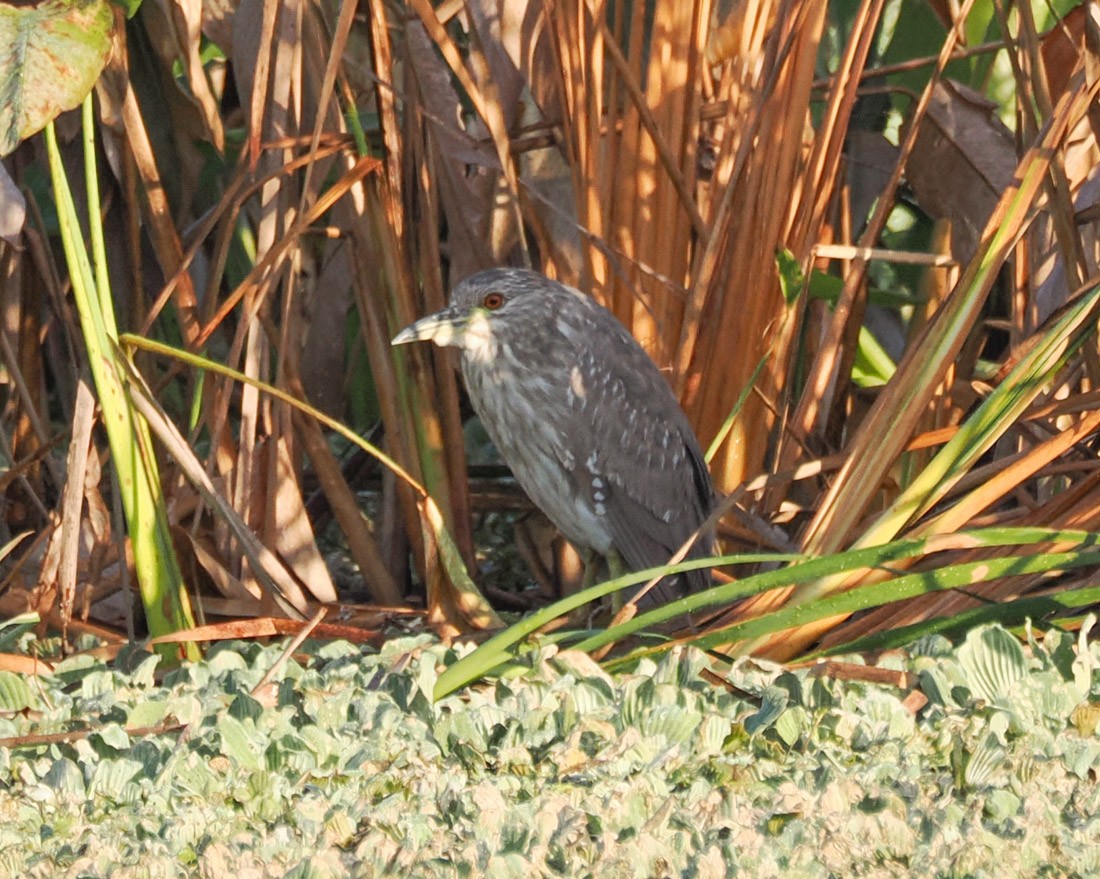 ゴイサギ - ML646891490