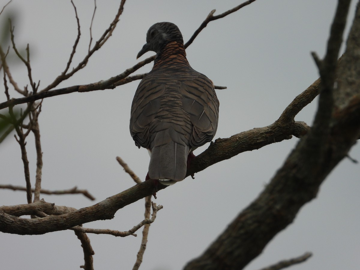 Bar-shouldered Dove - ML646891492
