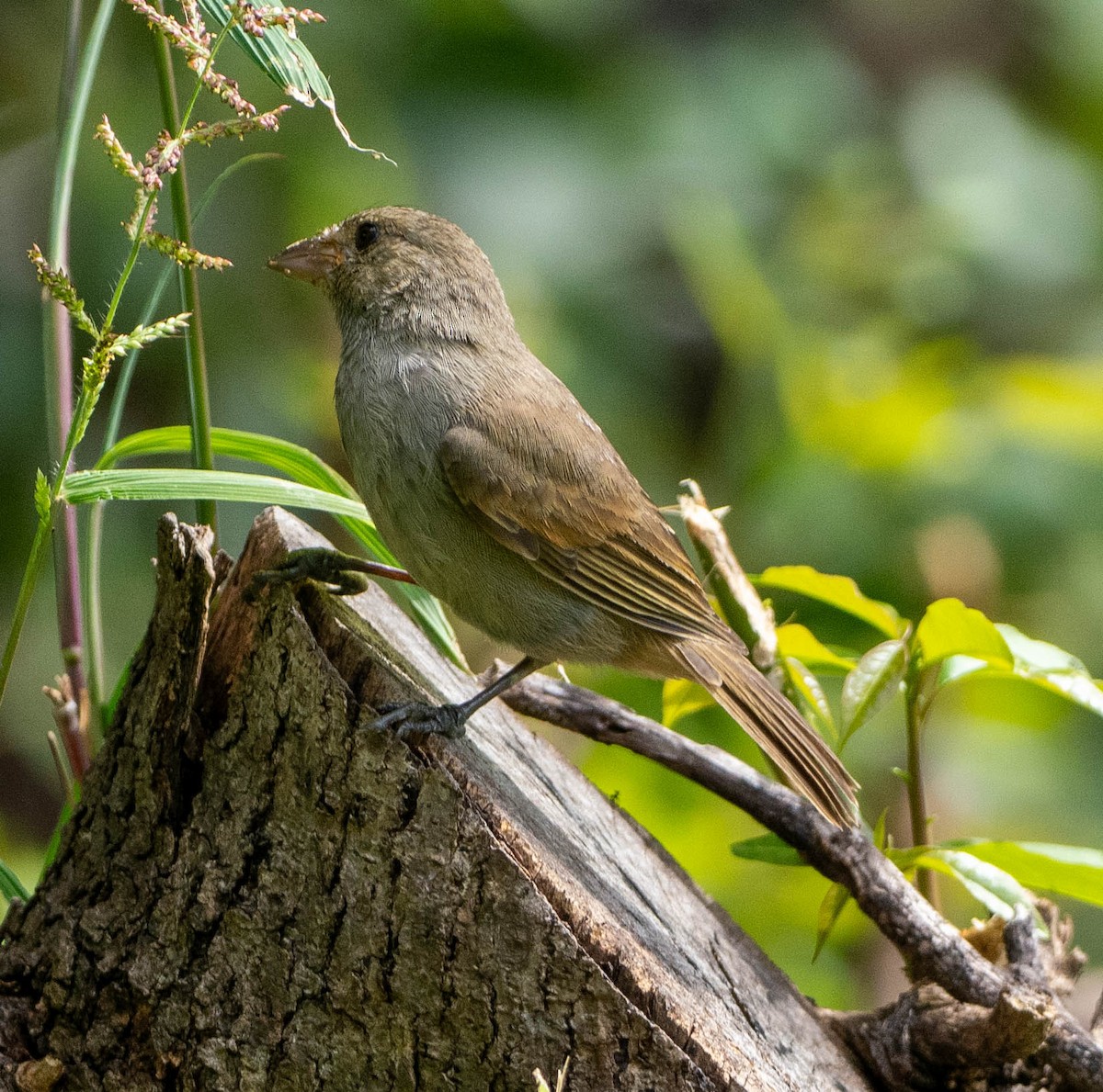 Barbadosgimpeltangare - ML646891493