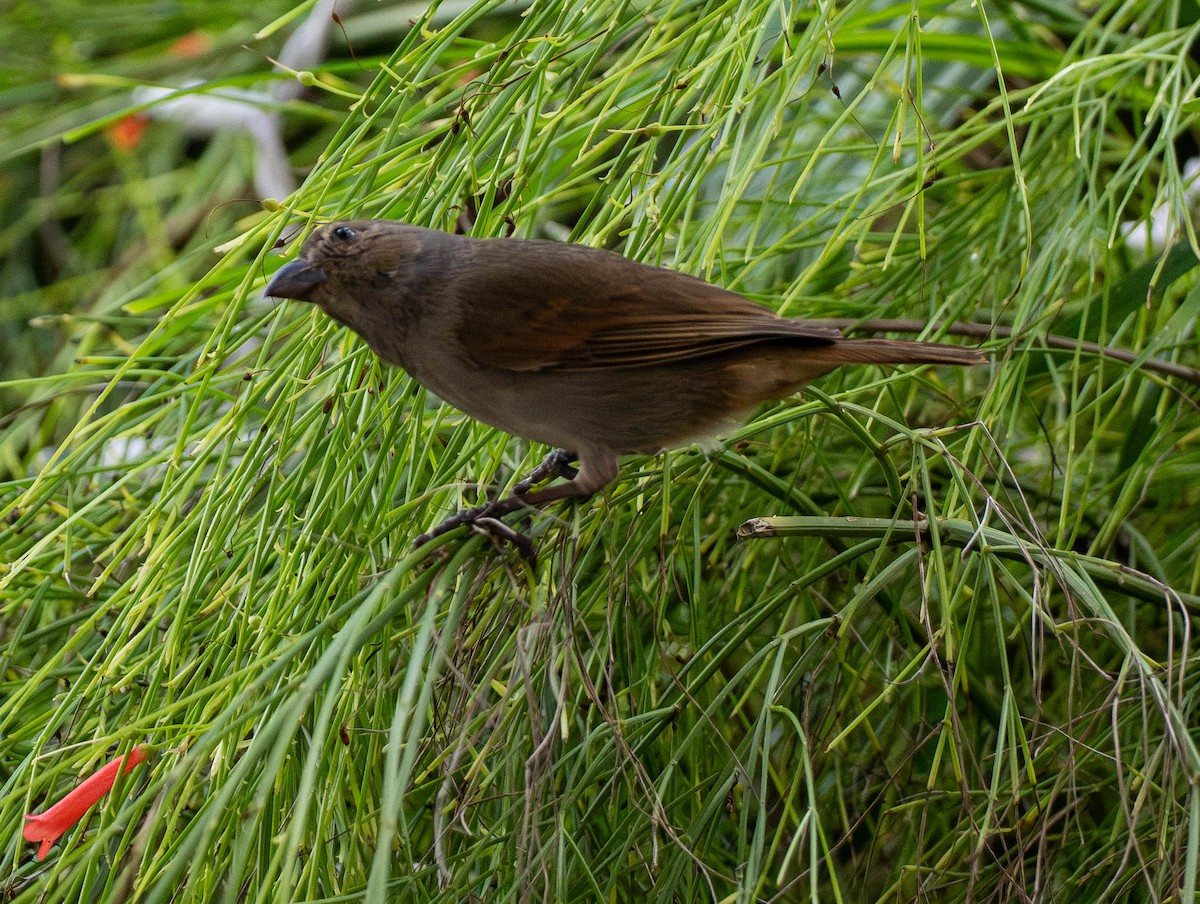 Barbadosgimpeltangare - ML646891494