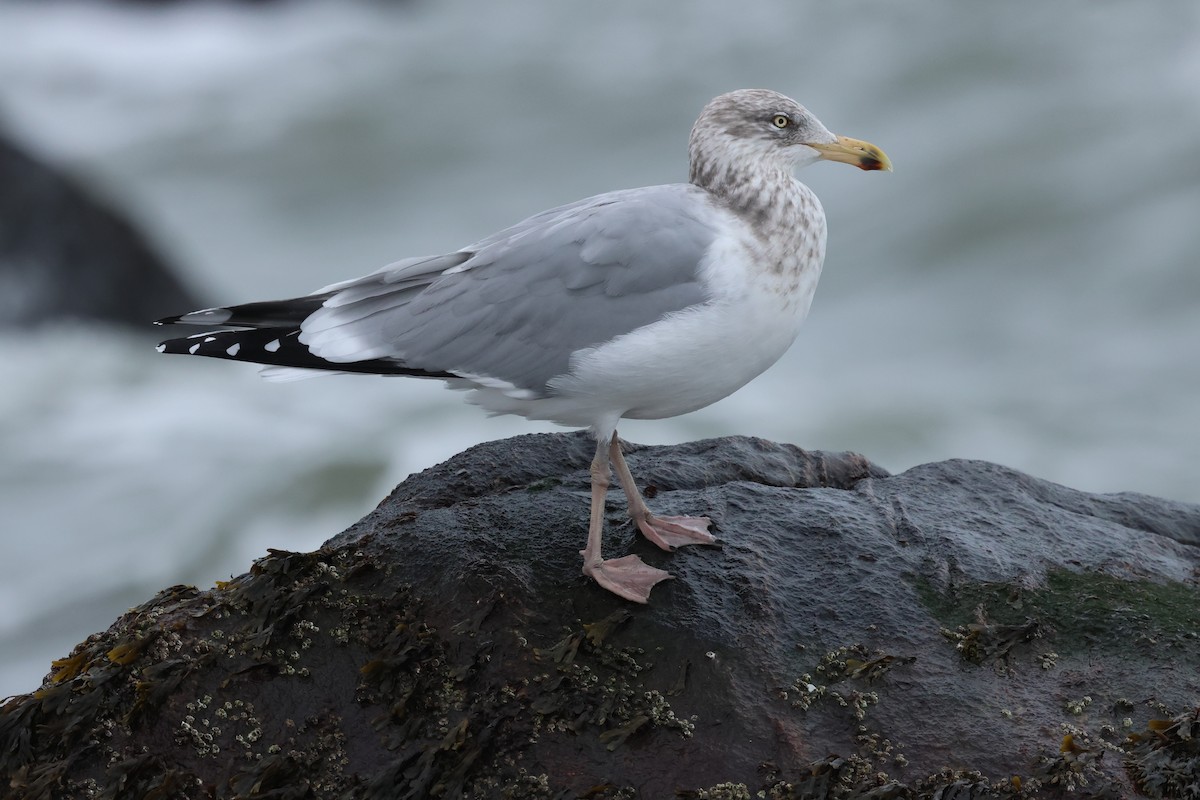 amerikagråmåke - ML646891495