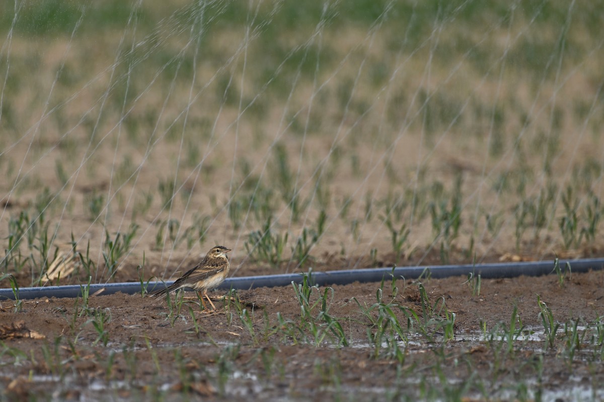 Bisbita de Richard - ML646891500