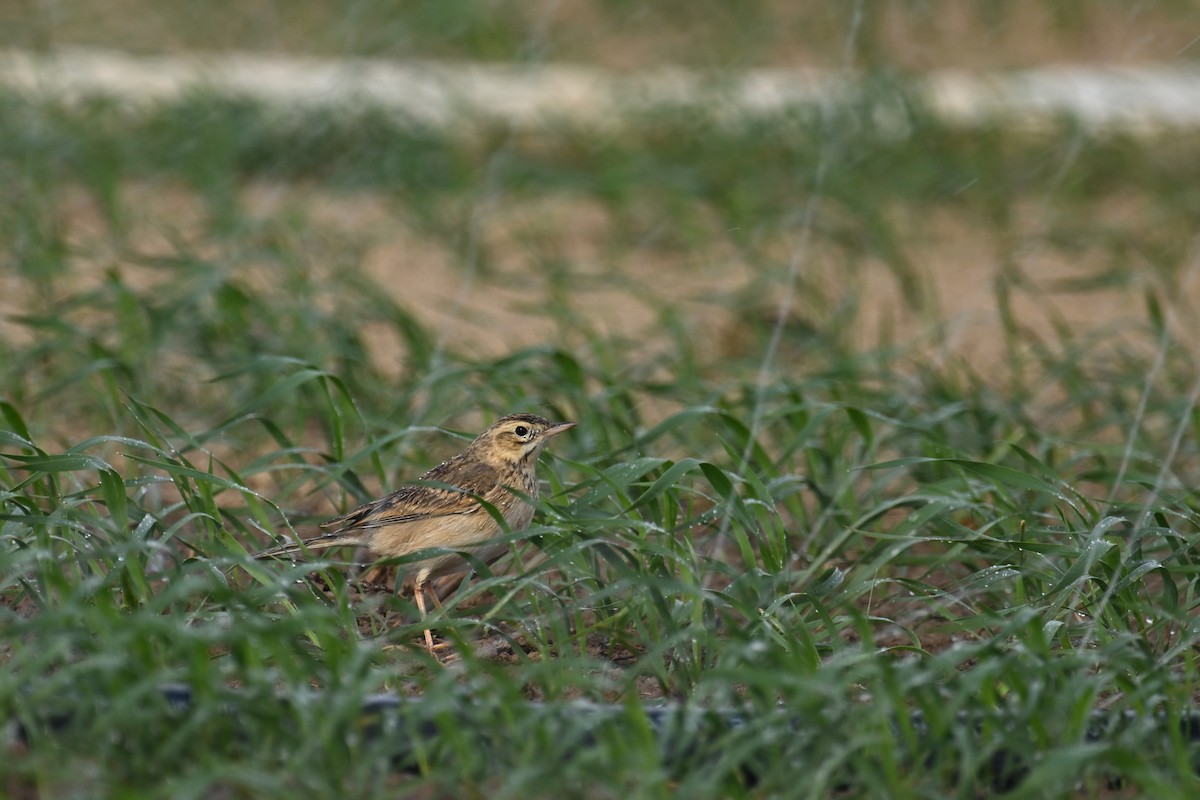 Bisbita de Richard - ML646891505