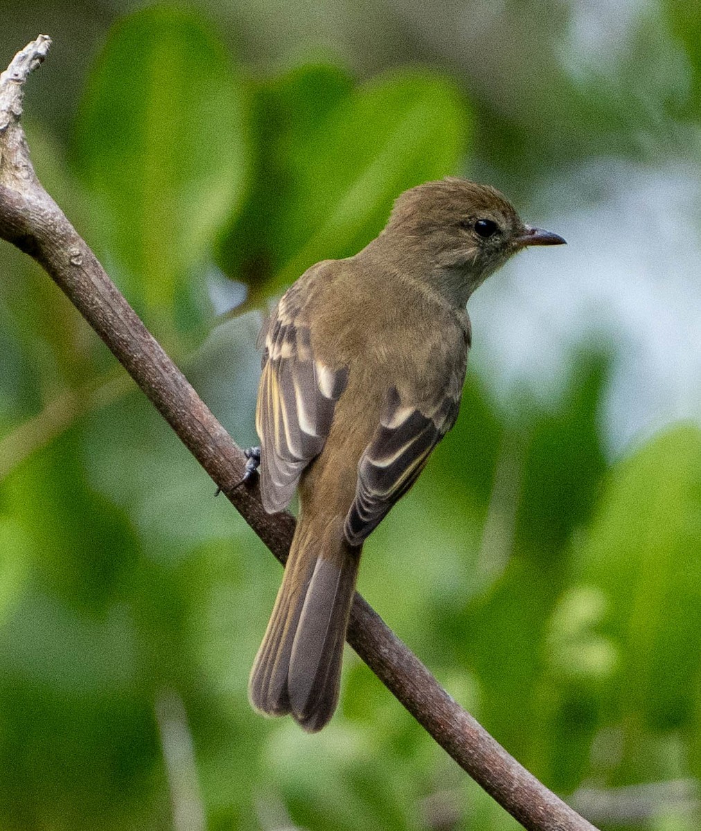 Weißkinn-Olivtyrann - ML646891506