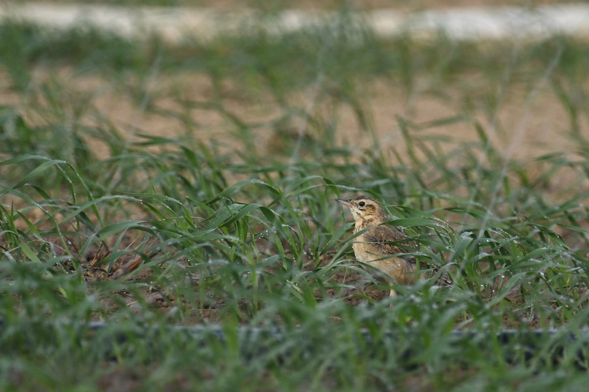 Bisbita de Richard - ML646891507