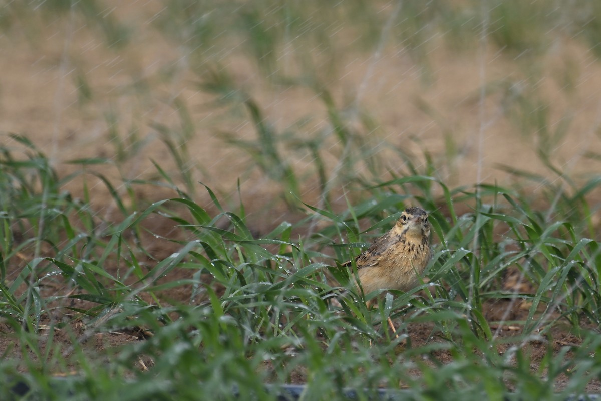 Bisbita de Richard - ML646891508