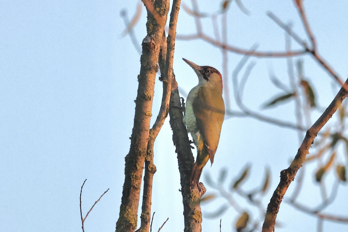נקר ירוק - ML646891511