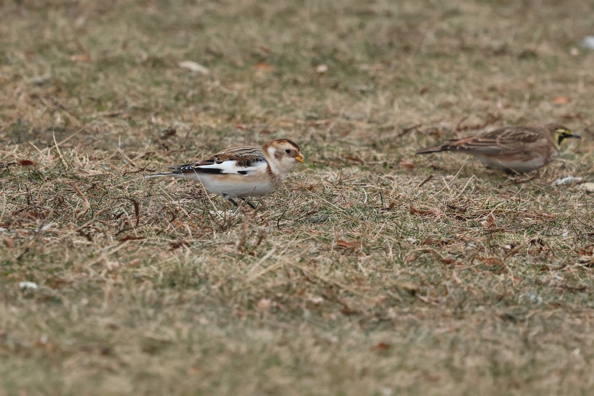 snøspurv - ML646891512