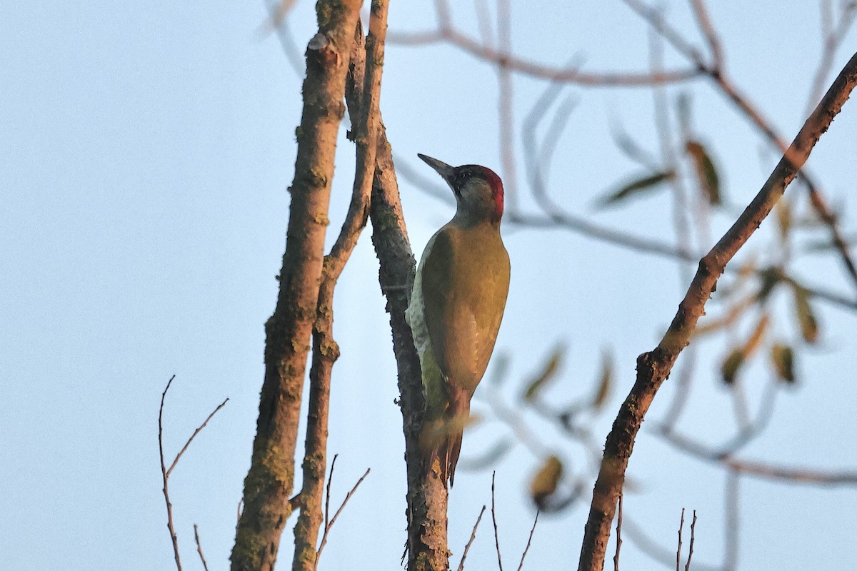 נקר ירוק - ML646891514