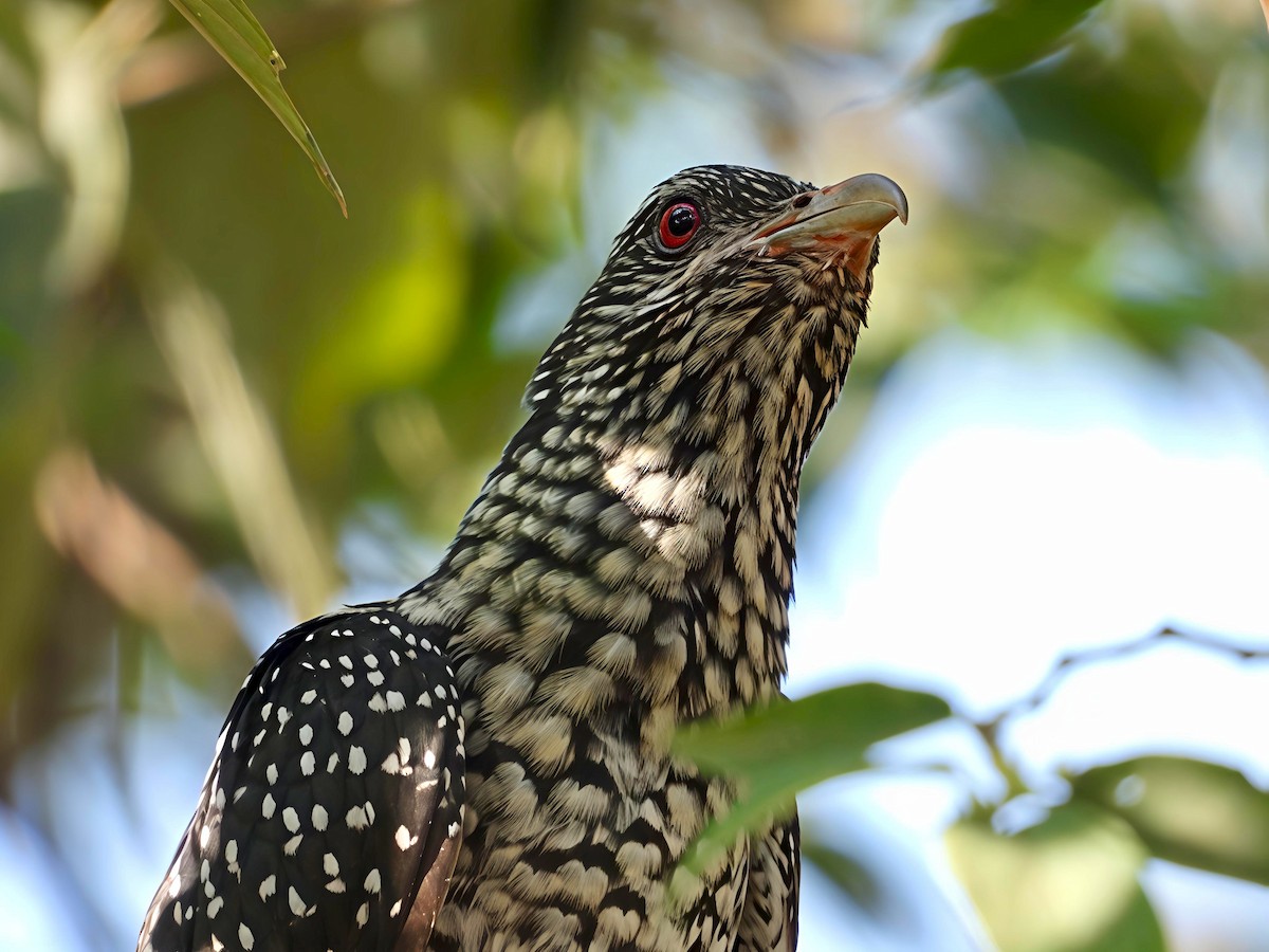 grønnebbkoel - ML646891517