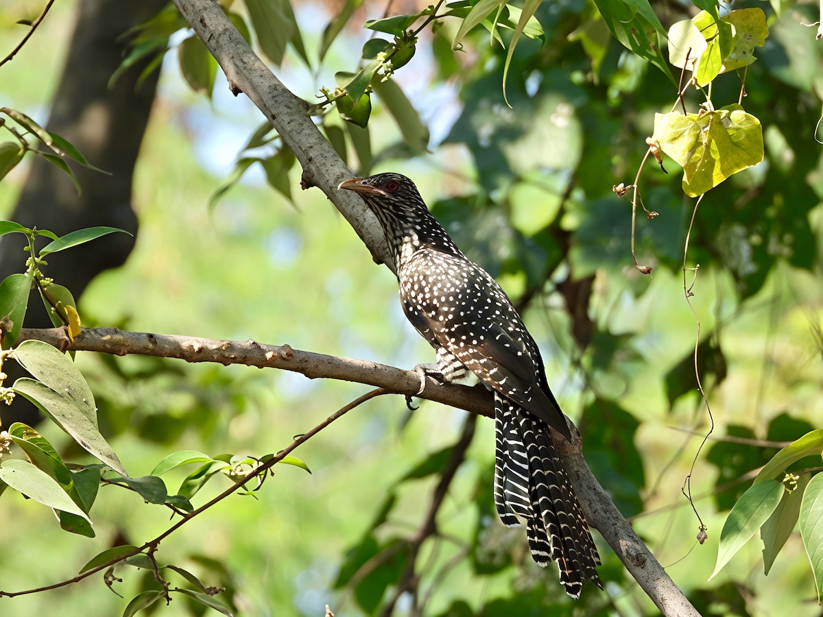 grønnebbkoel - ML646891518