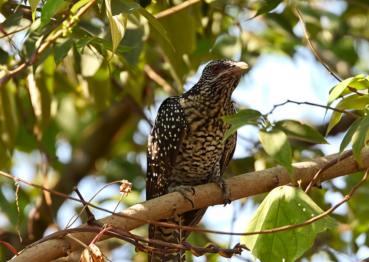 grønnebbkoel - ML646891519