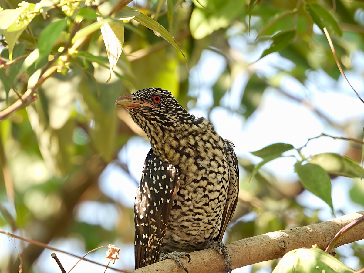 grønnebbkoel - ML646891520