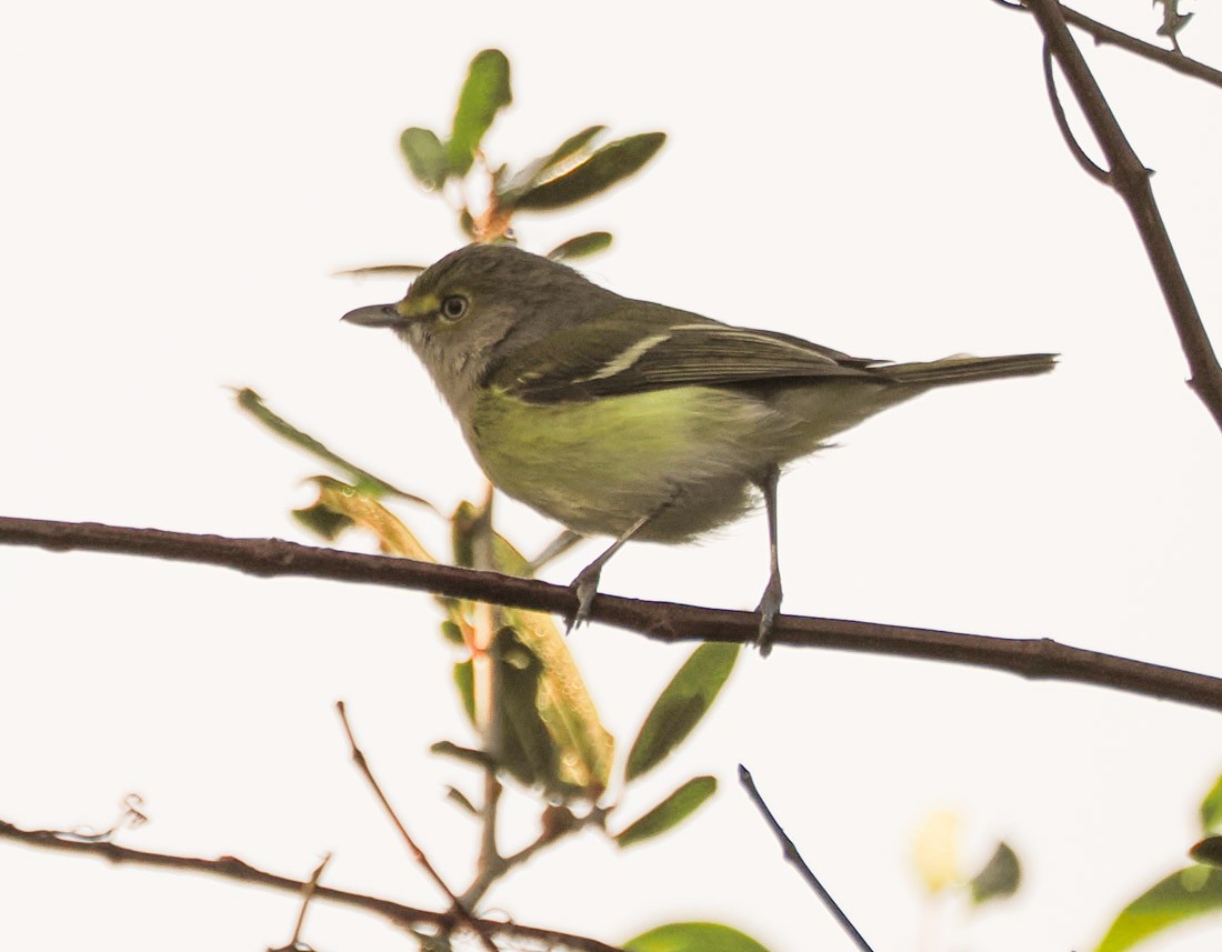 メジロモズモドキ - ML646891521