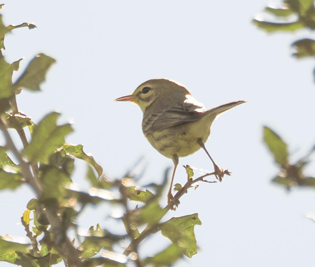 チャスジアメリカムシクイ - ML646891522