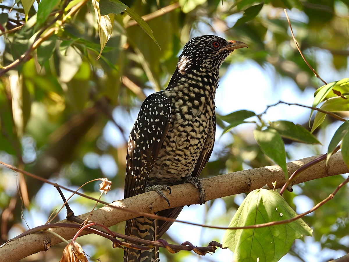 grønnebbkoel - ML646891523