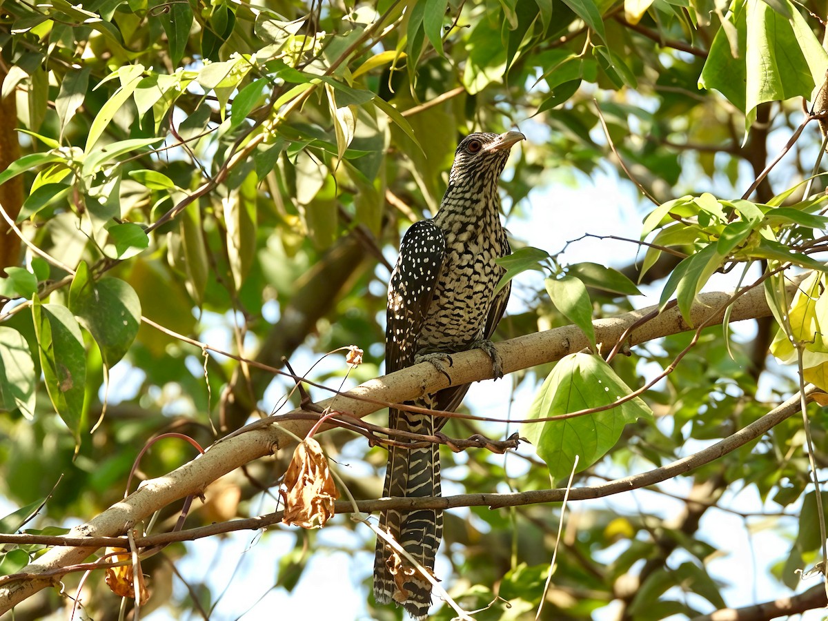 grønnebbkoel - ML646891524