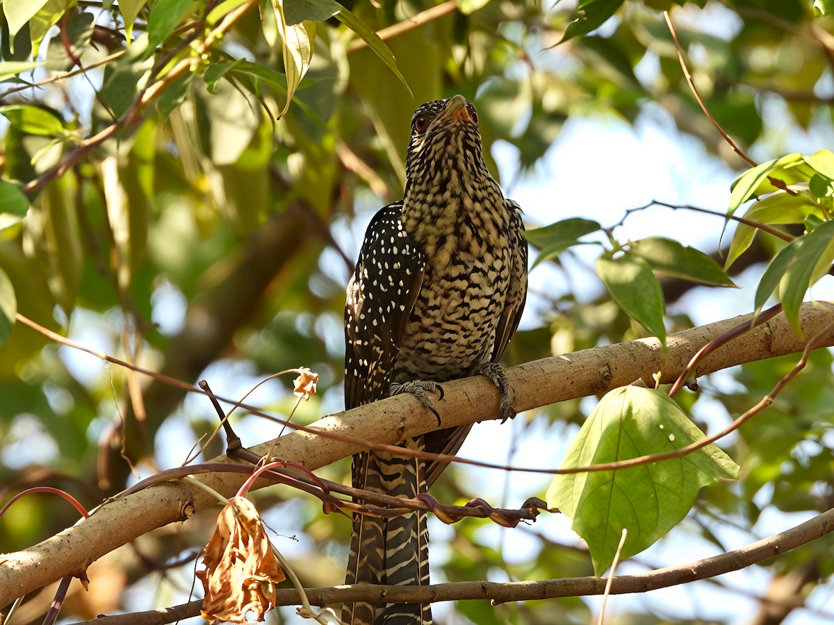 grønnebbkoel - ML646891525