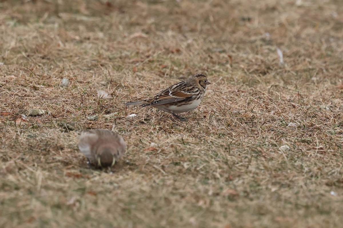 lappspurv - ML646891526