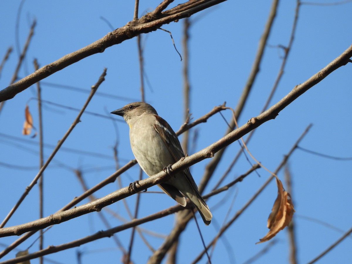 gulstrupesteinspurv - ML646891530