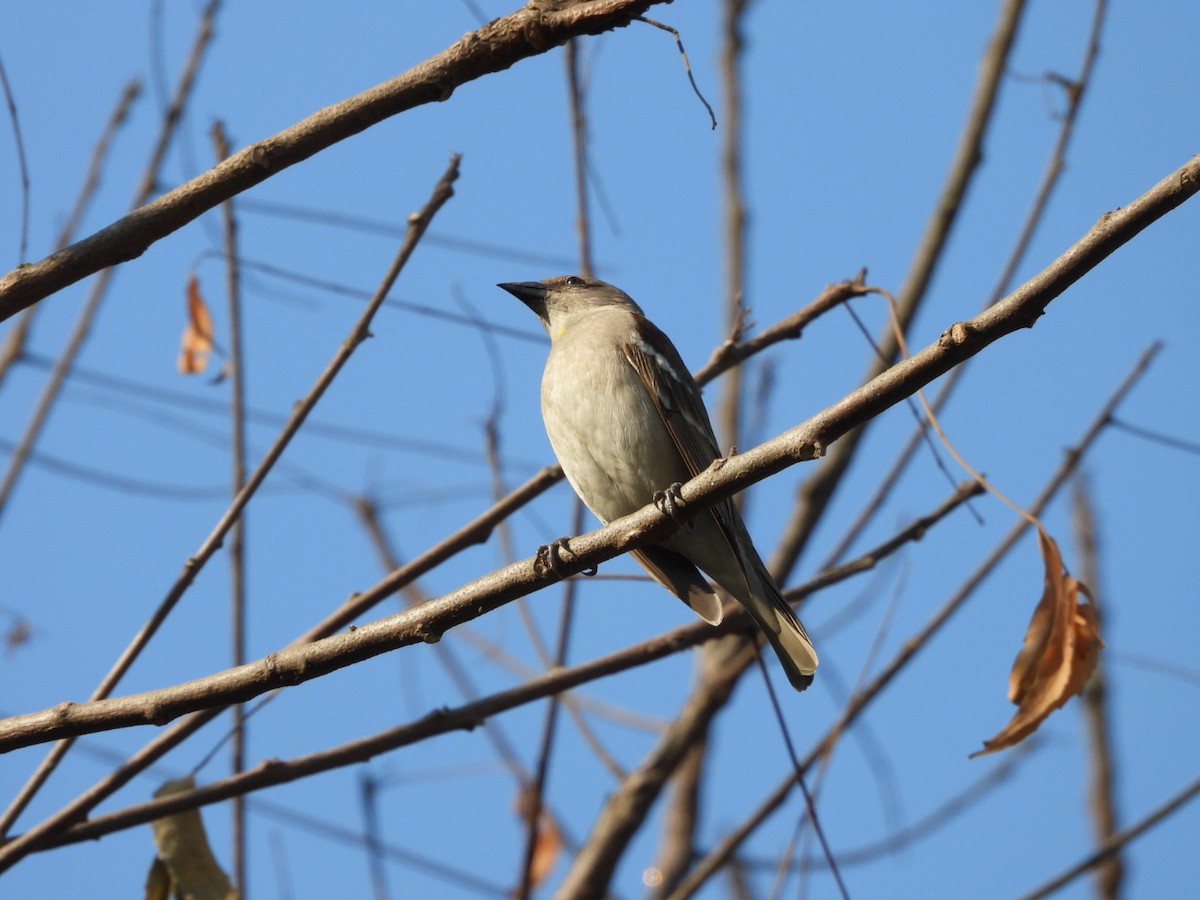 gulstrupesteinspurv - ML646891531