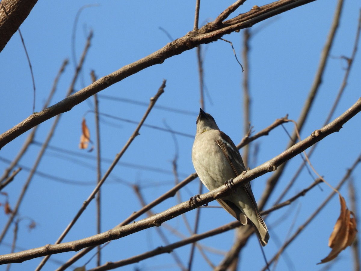 gulstrupesteinspurv - ML646891532