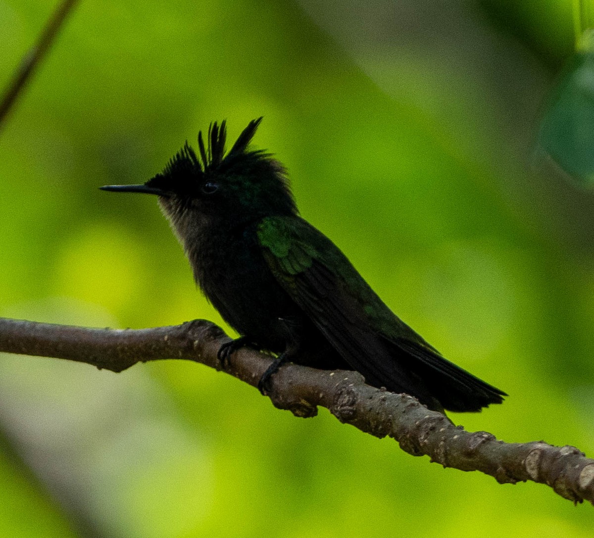 Antillenhaubenkolibri - ML646891535