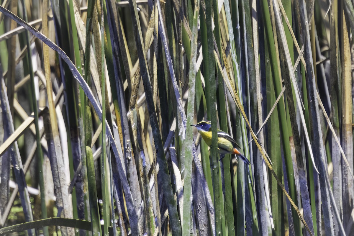 Many-colored Rush Tyrant - ML646891538