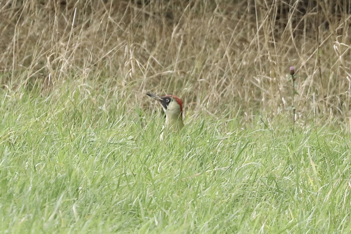 נקר ירוק (אירואסייתי) - ML646891539