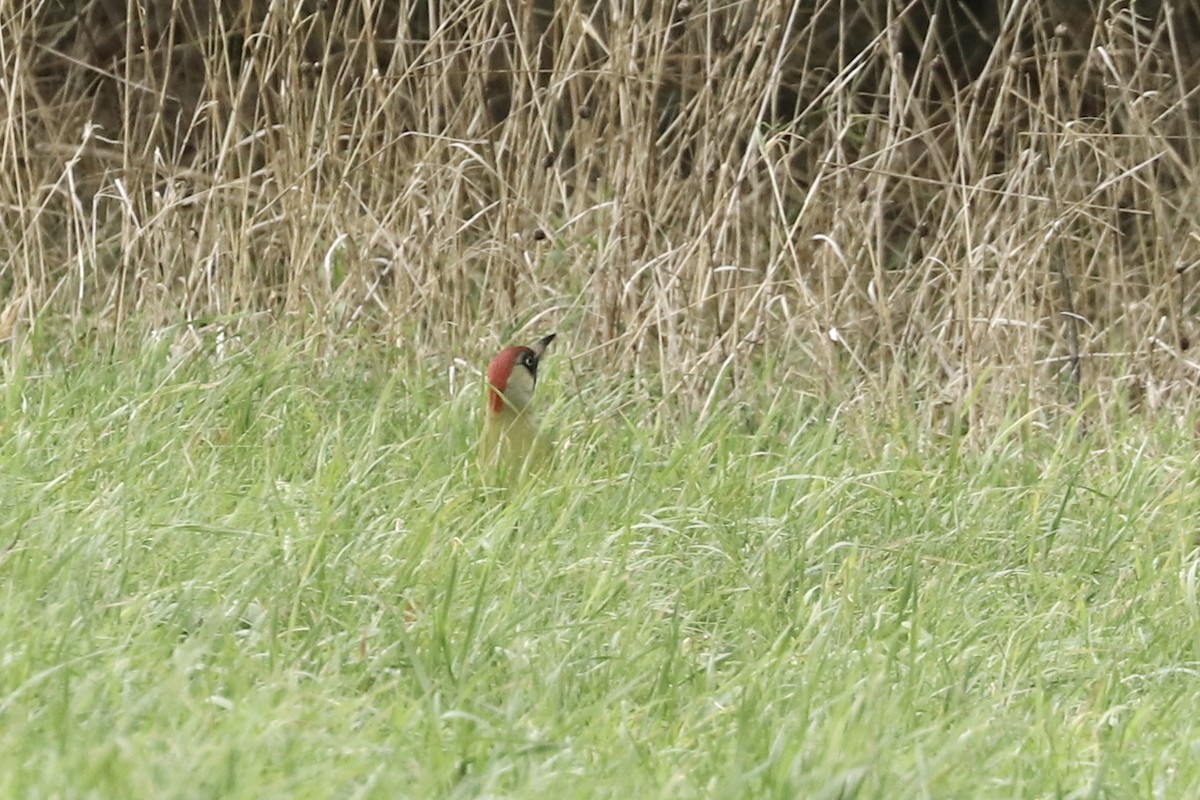 נקר ירוק (אירואסייתי) - ML646891540