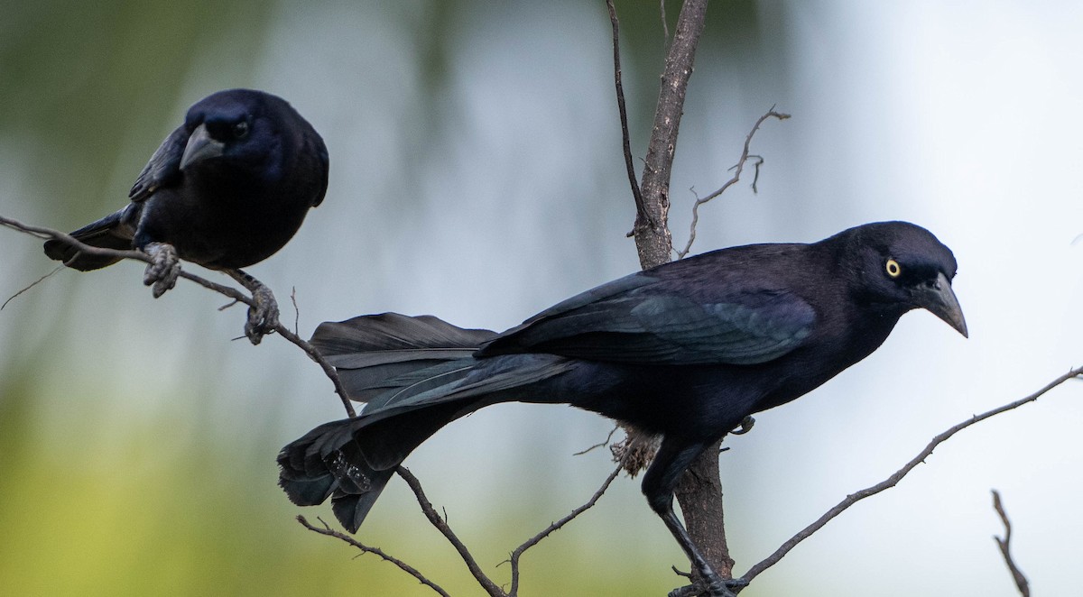 Trauergrackel (fortirostris) - ML646891542