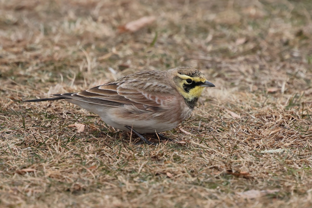 fjellerke - ML646891543