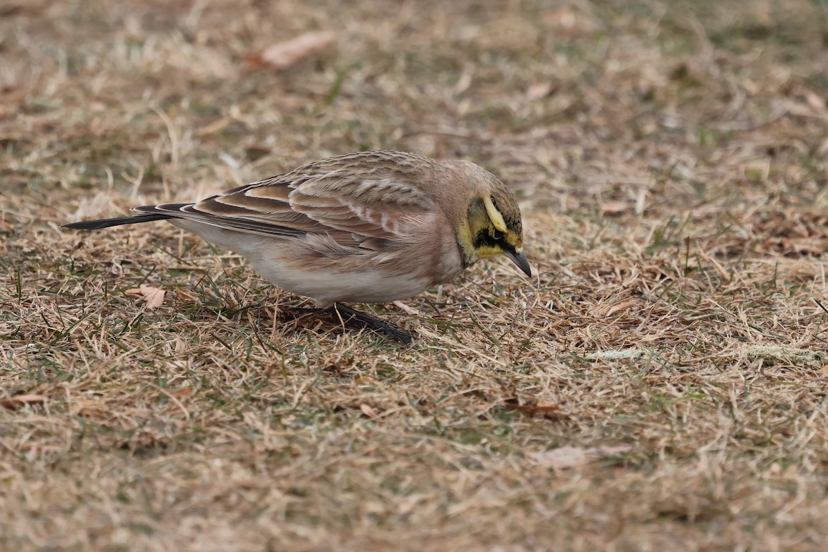 fjellerke - ML646891544