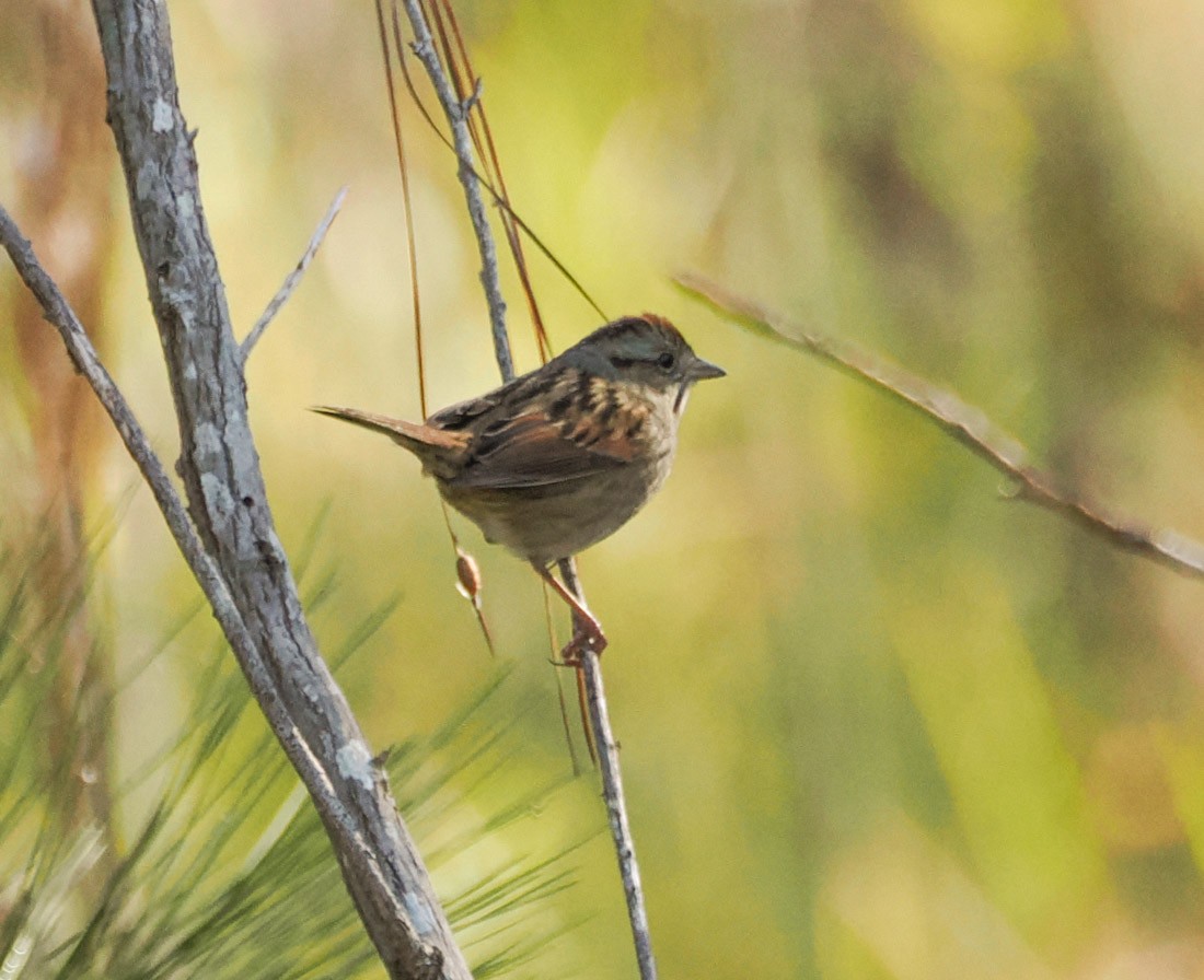 ヌマウタスズメ - ML646891545