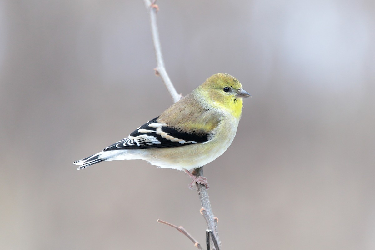 Jilguero Yanqui - ML646891549