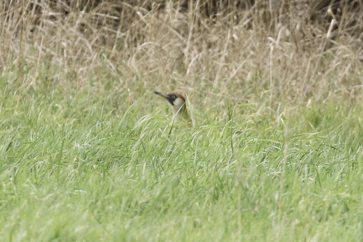 נקר ירוק (אירואסייתי) - ML646891550