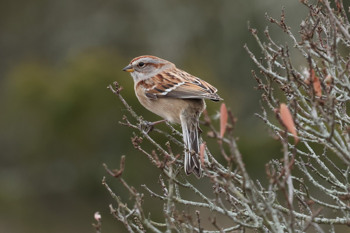 bjørkespurv - ML646891551