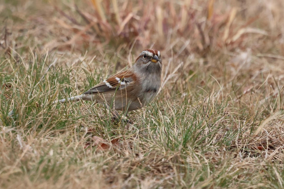 bjørkespurv - ML646891552