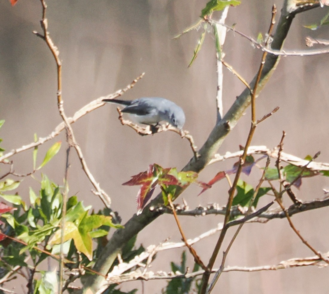 ブユムシクイ - ML646891553